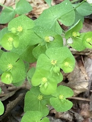 Euphorbia commutata
