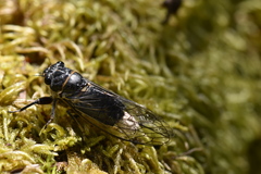 Massospora platypediae