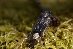 Massospora platypediae