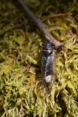 Massospora platypediae