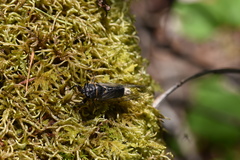 Massospora platypediae