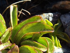 Gentianella bellidifolia