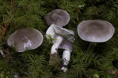 Tricholoma mutabile