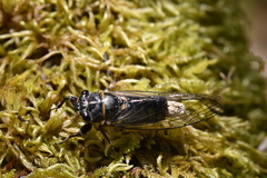 Massospora platypediae