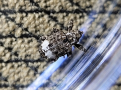 Conotrachelus albicinctus