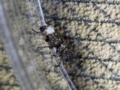 Conotrachelus albicinctus