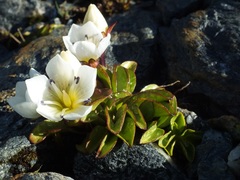 Gentianella bellidifolia