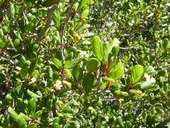 Cercocarpus minutiflorus