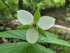 Trillium simile