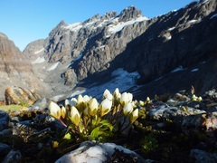 Gentianella bellidifolia