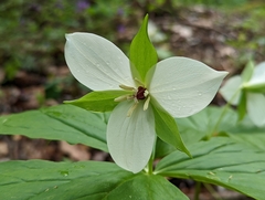 Trillium simile