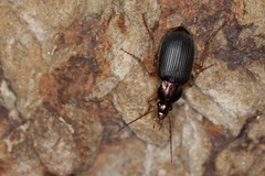 Chlaenius tricolor