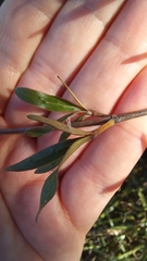 Coprosma linariifolia