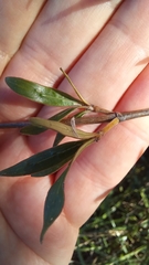 Coprosma linariifolia