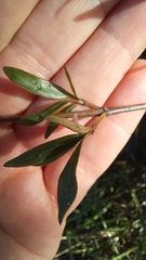 Coprosma linariifolia