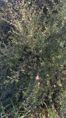 Coprosma linariifolia