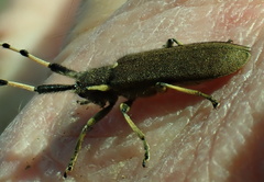 Agapanthia annularis