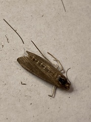 Tathorhynchus exsiccata