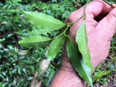 Cryptocarya bidwillii