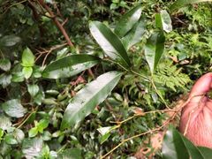 Cryptocarya bidwillii