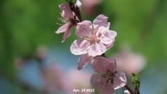 Prunus mume