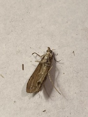 Tathorhynchus exsiccata