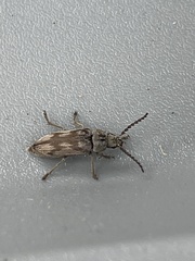 Dascillus