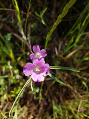 Clarkia affinis
