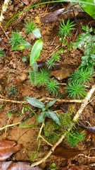 Dawsonia polytrichoides
