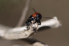 Cryptocephalus sanguinicollis