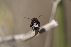 Cryptocephalus sanguinicollis