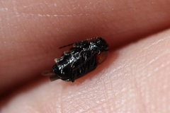 Cryptocephalus sanguinicollis