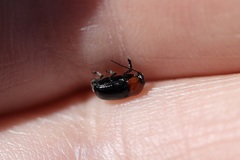 Cryptocephalus sanguinicollis