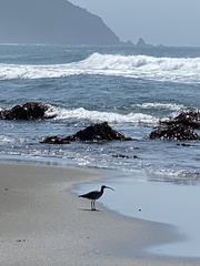 Numenius phaeopus hudsonicus