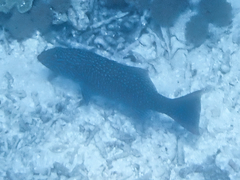 Plectropomus oligacanthus