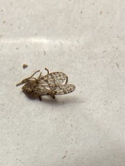 Boreothrinax maculipennis