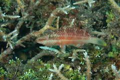 Oxycheilinus digramma