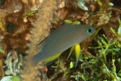 Thread-Finned Dottyback photo 3