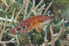 Oxycheilinus celebicus