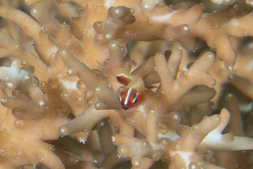 Blackbelly pygmy goby (Eviota nigriventris) — Gobiidae — 5