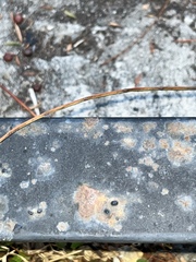 Protoblastenia rupestris