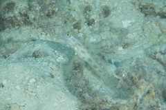 Ctenogobiops mitodes