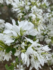 Bauhinia lunarioides