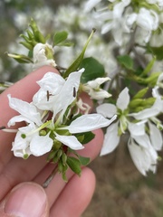 Bauhinia lunarioides