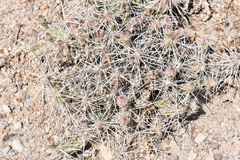 Grusonia aggeria