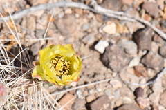 Grusonia aggeria