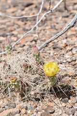 Grusonia aggeria