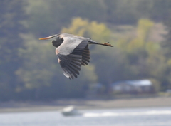 Ardea herodias fannini