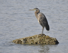 Ardea herodias fannini