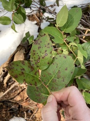 Mycosphaerella chimaphilae